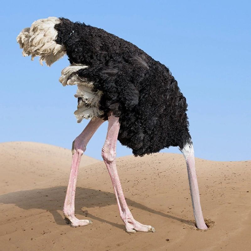 Ostrich Head in Sand — don't ignore your retirement planning